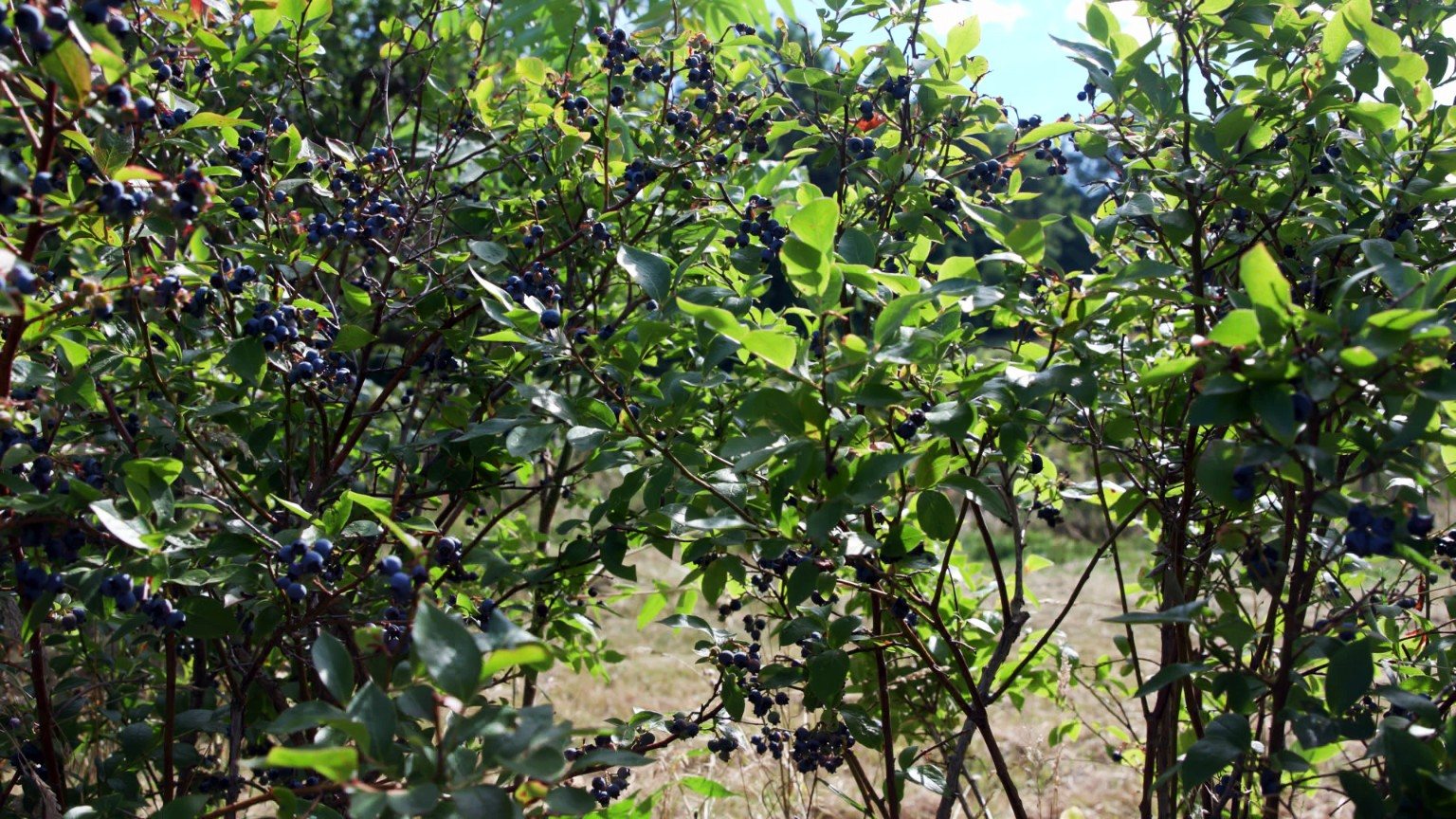 Ripe blueberries on a bush at Lilly Family Farm