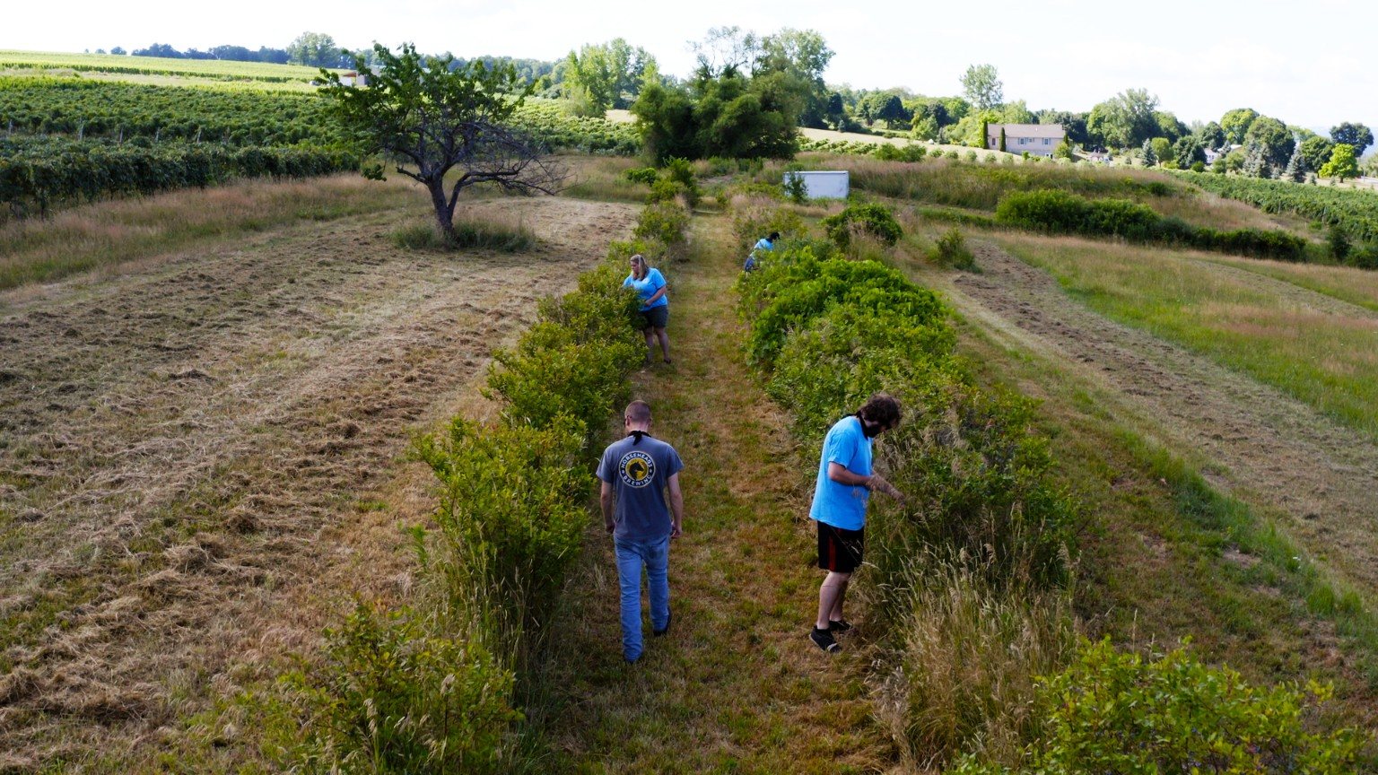 People picking blueberries in the Lilly Family Farm field