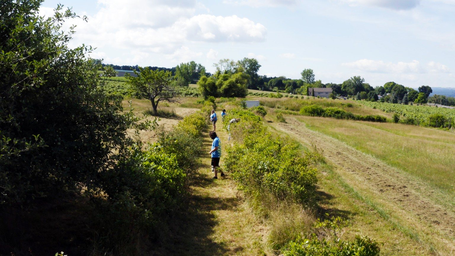 Blueberry rows at Lilly Family Farm in Hector, NY
