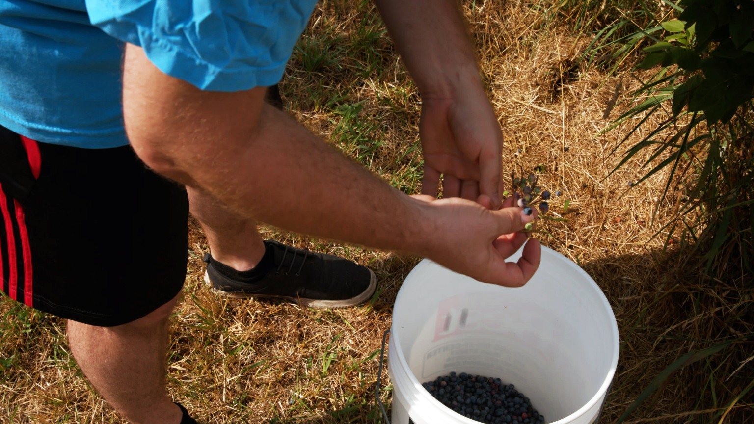 Fresh blueberries being picked into a bucket