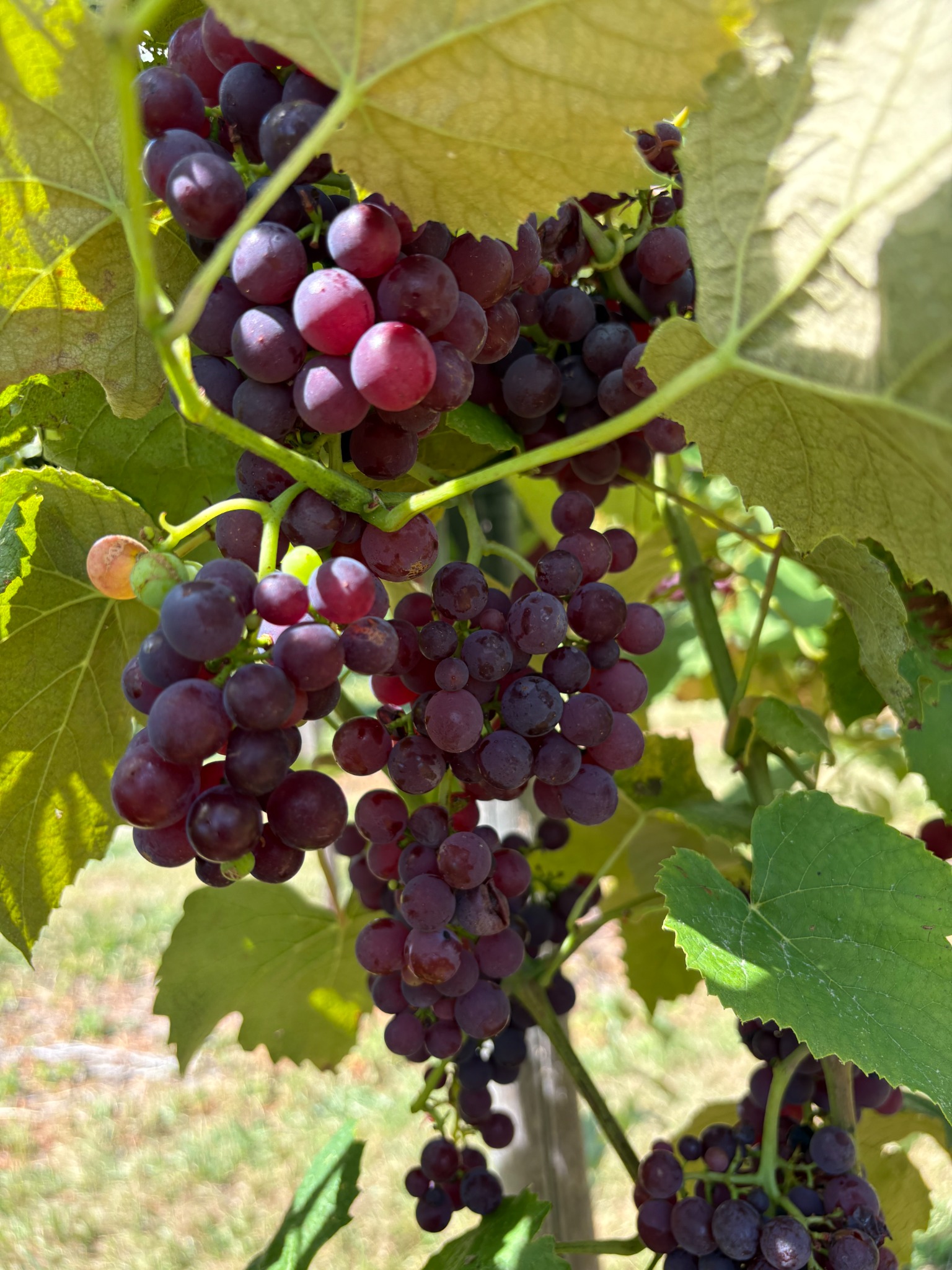 Vanessa grapes