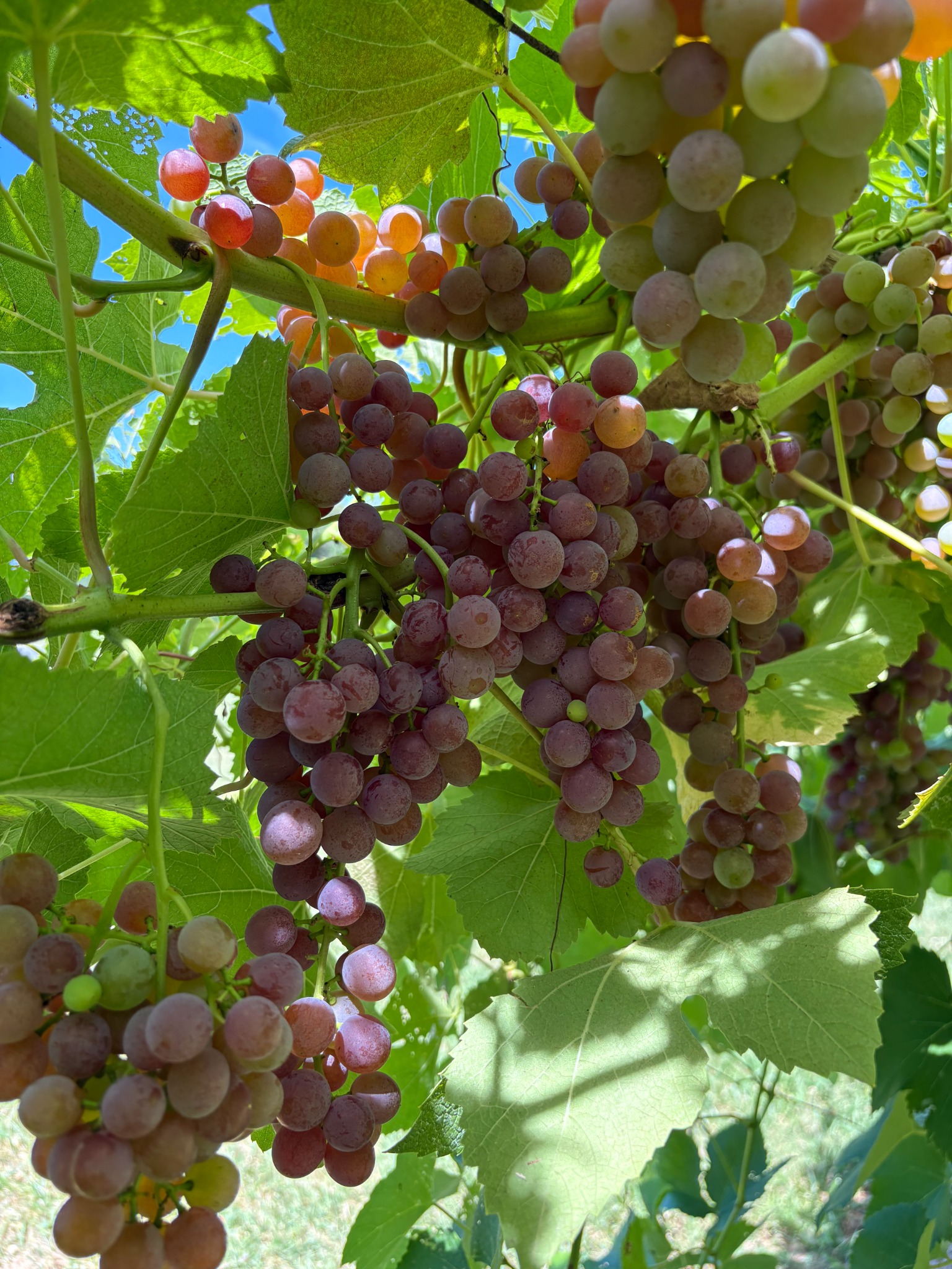 Einset grapes