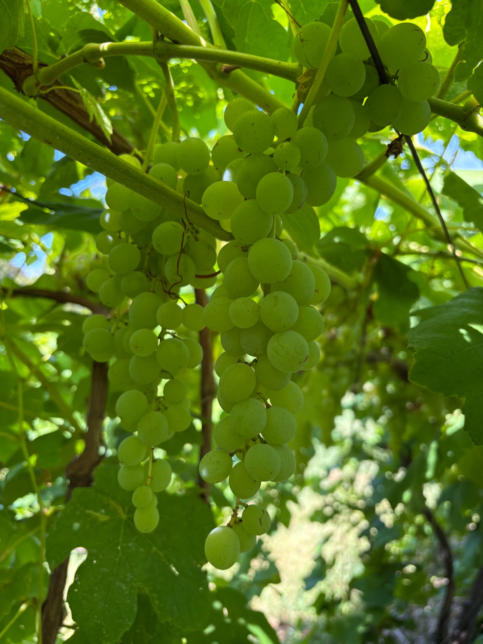 Himrod grapes