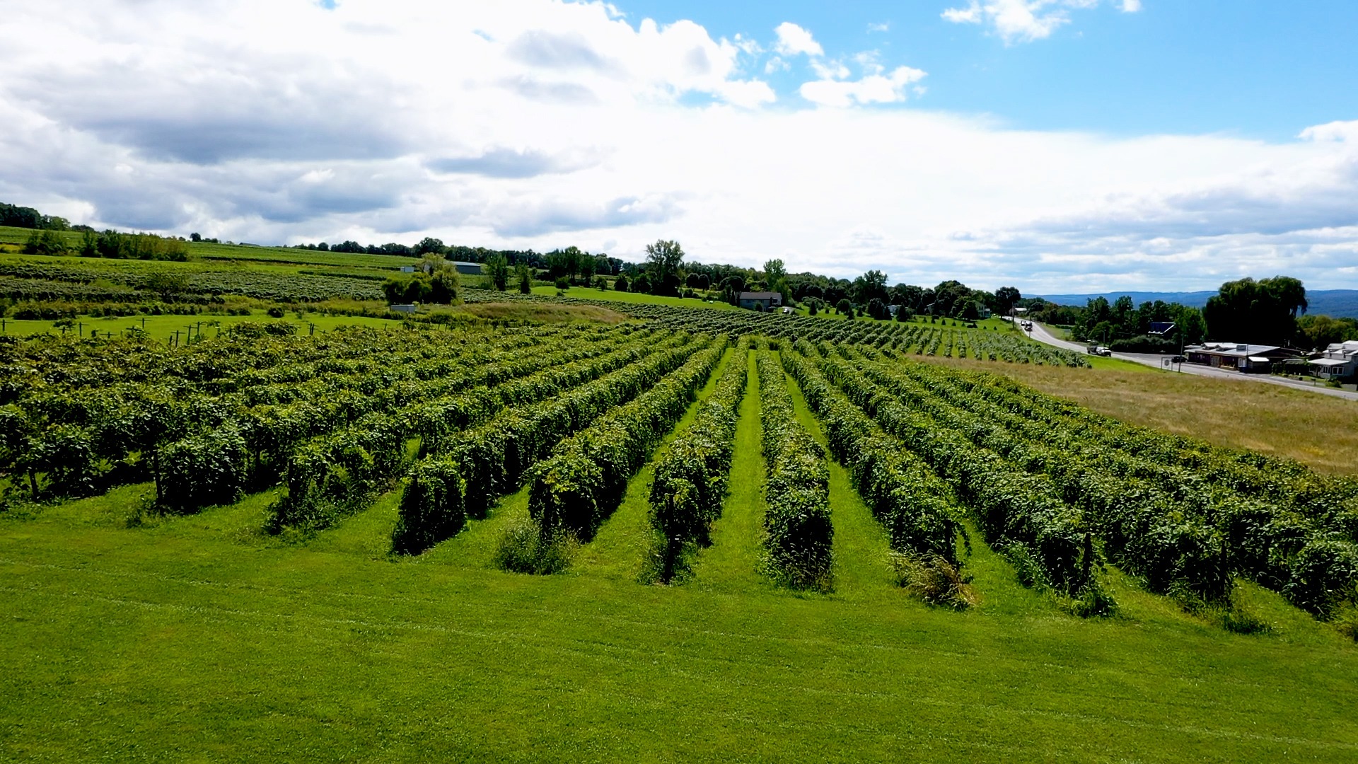 Grape rows